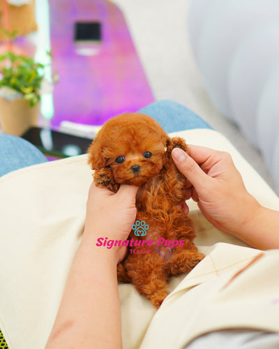 Male Red Poodle - Rocky