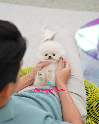 Male White Pomeraninan  - Nico