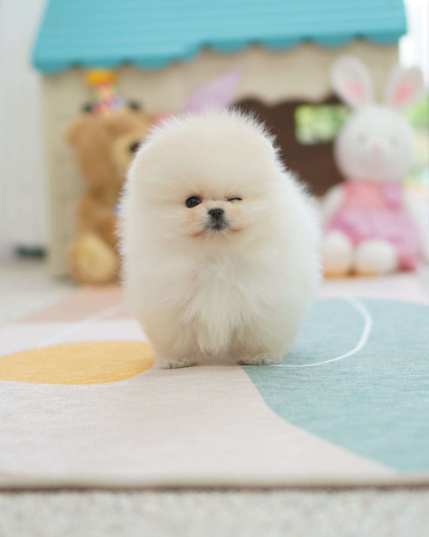 Pedigree for best sale pomeranian puppy