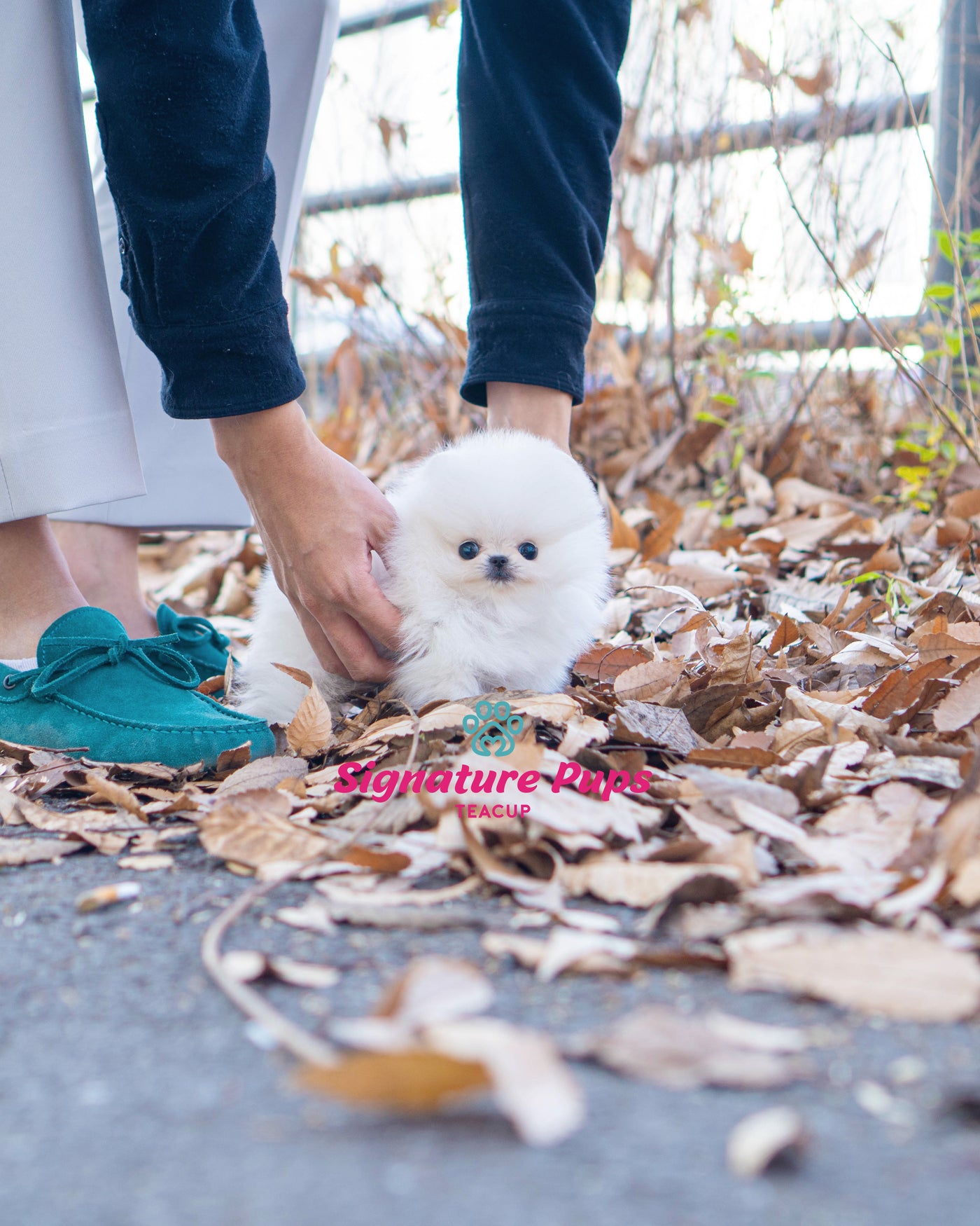 Micro size Male Pomeranian  - Leo