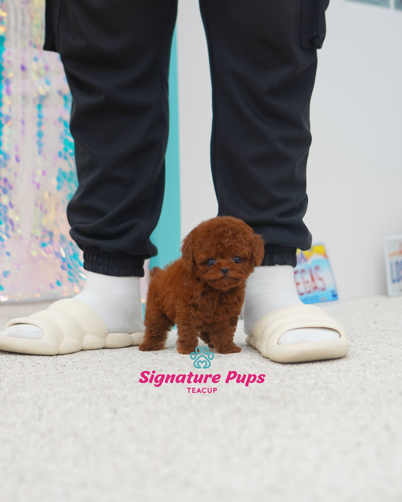 Female Poodle  - Shu