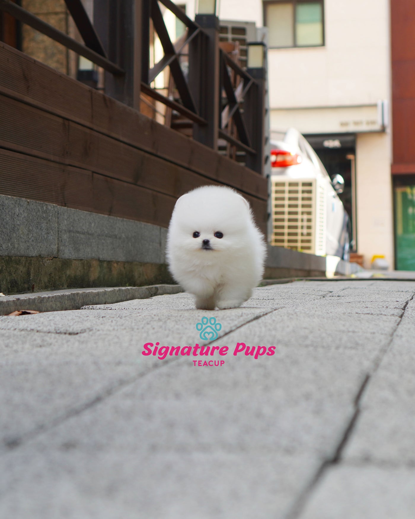 Female White Pomeraninan  - Bono