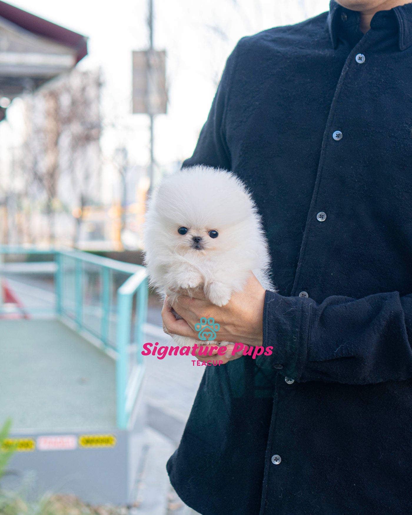 Micro size Male Pomeranian  - Leo