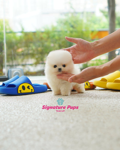 Female White Pomeraninan  - Nini