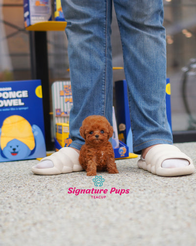 Female Poodle  - Lin