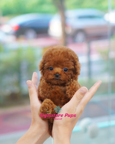 Red Male Poodle - Poter