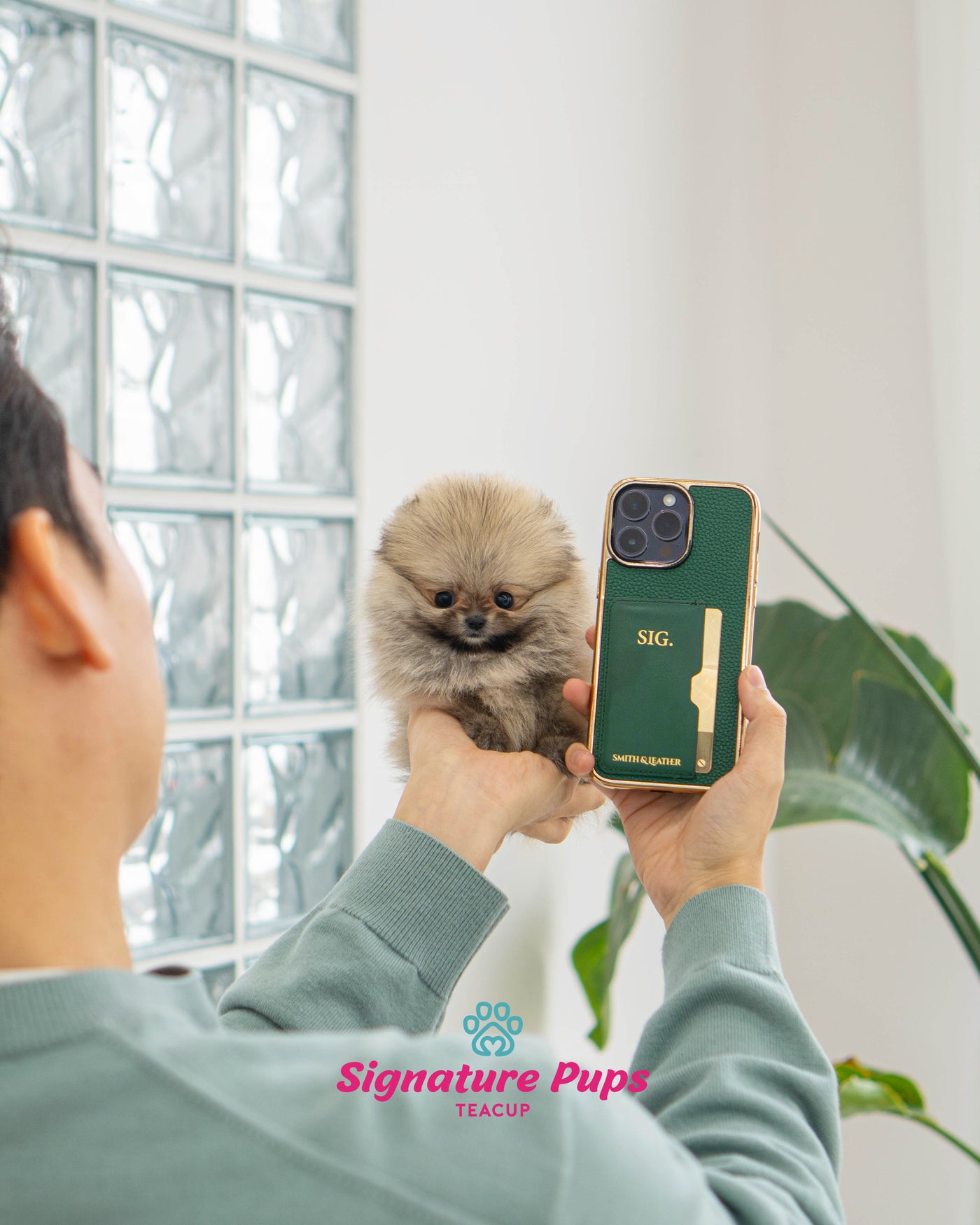 Micro size Pomeranian - Minimi