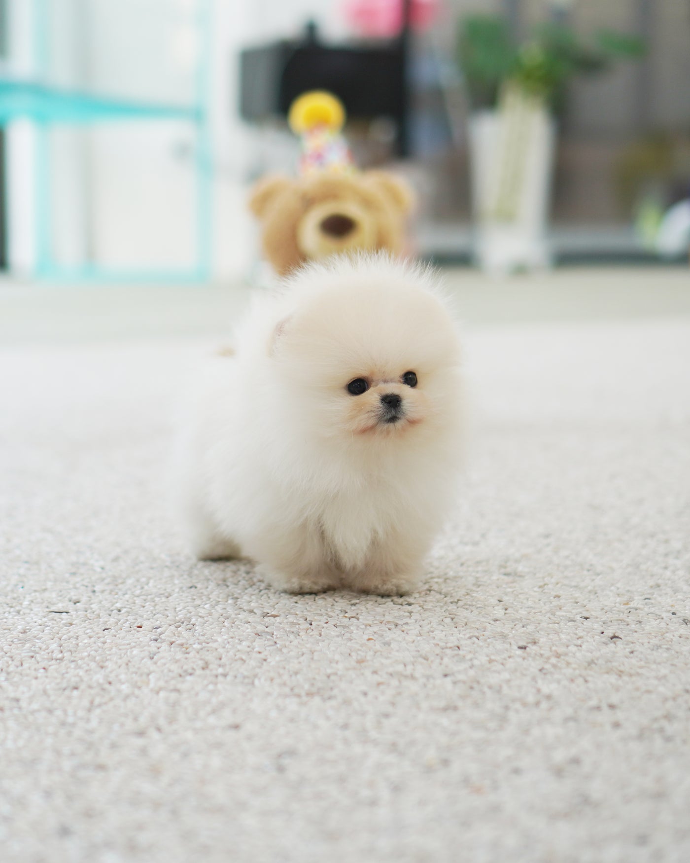 Champ Pedigree Male Pomeranian  - Gucci