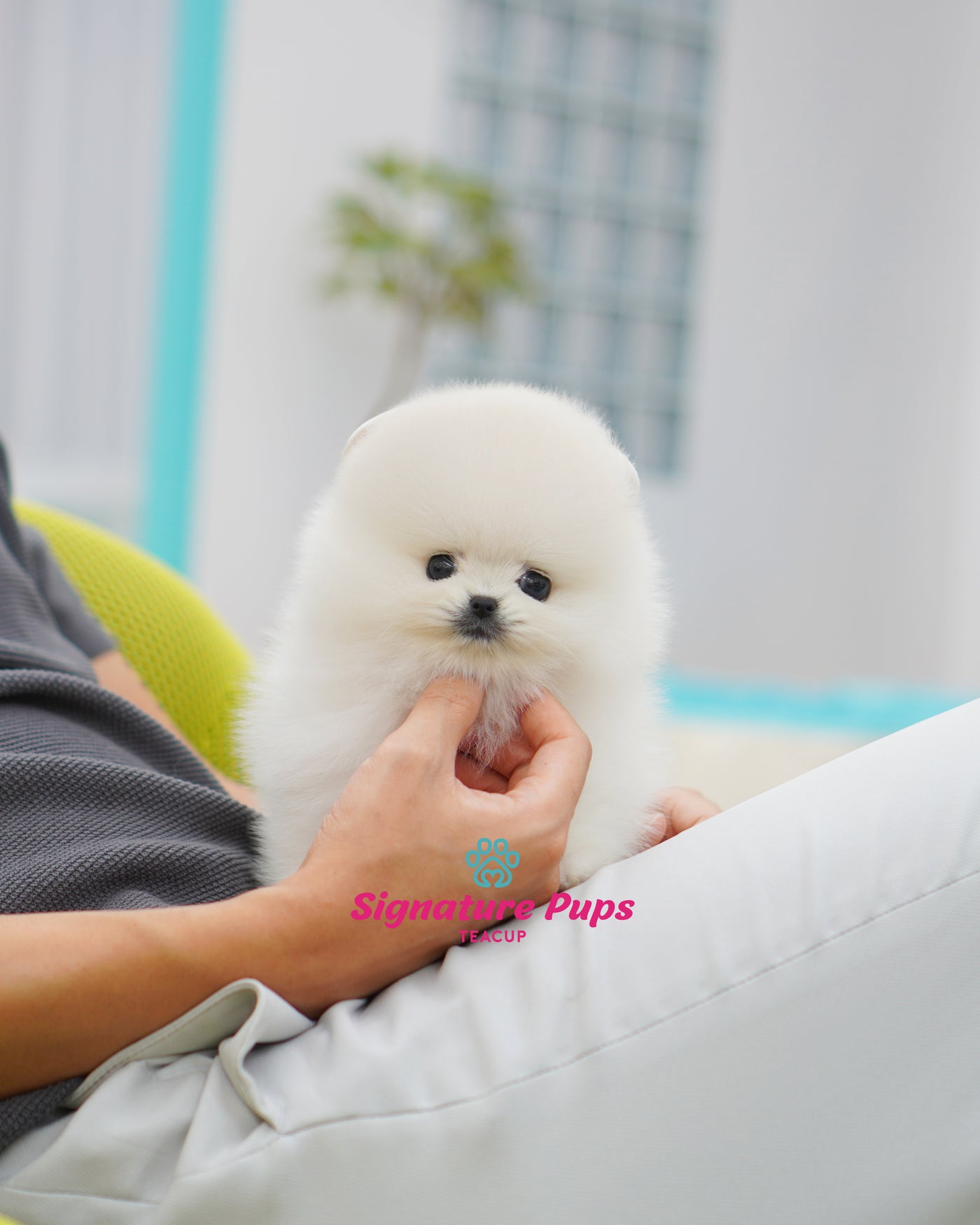 Female White Pomeraninan  - Winny