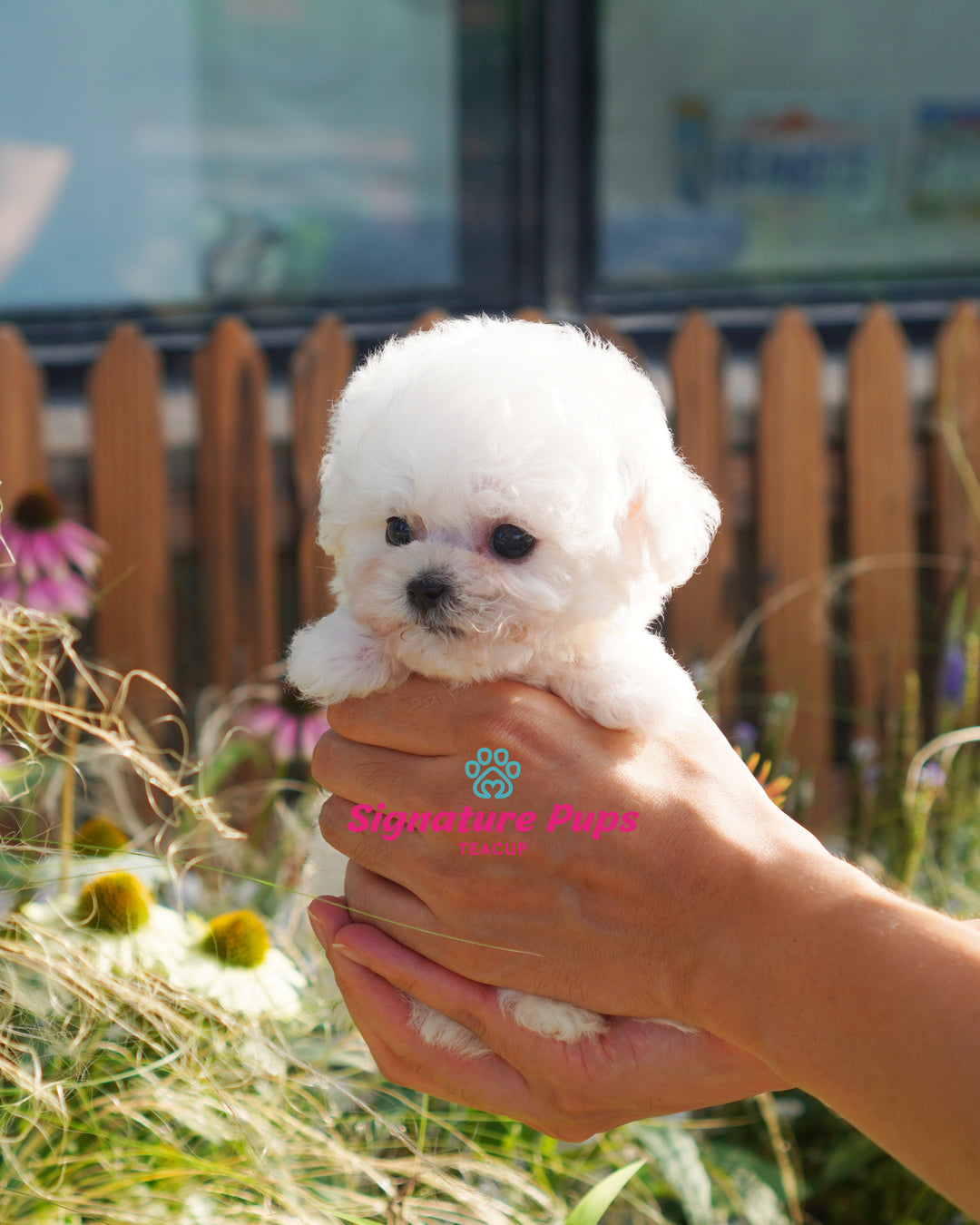 Bichon Dog Toy Bichon Poo Puppies For Sale Poodle Cute Toy