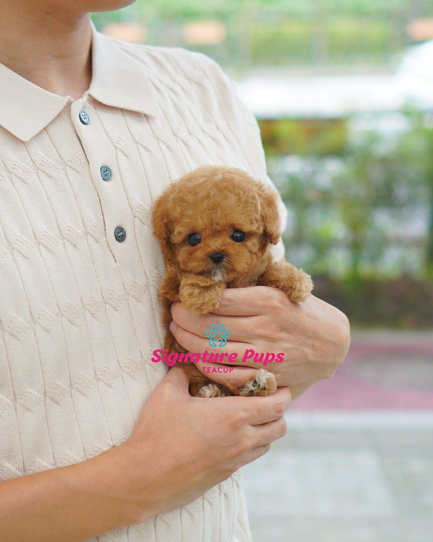 Male Poodle  - Peanut