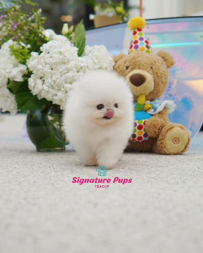 Female Pomeraninan  - Fendi