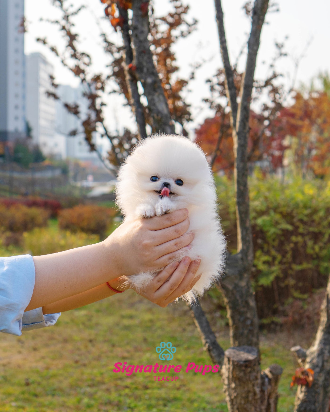 Female Pomeranian  - Angel