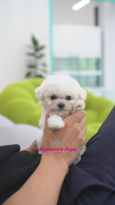 Male Bichon Frise - Henry