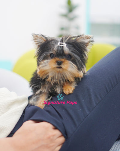 4.5 month old Show type Yorkshire Terrier  - Amond