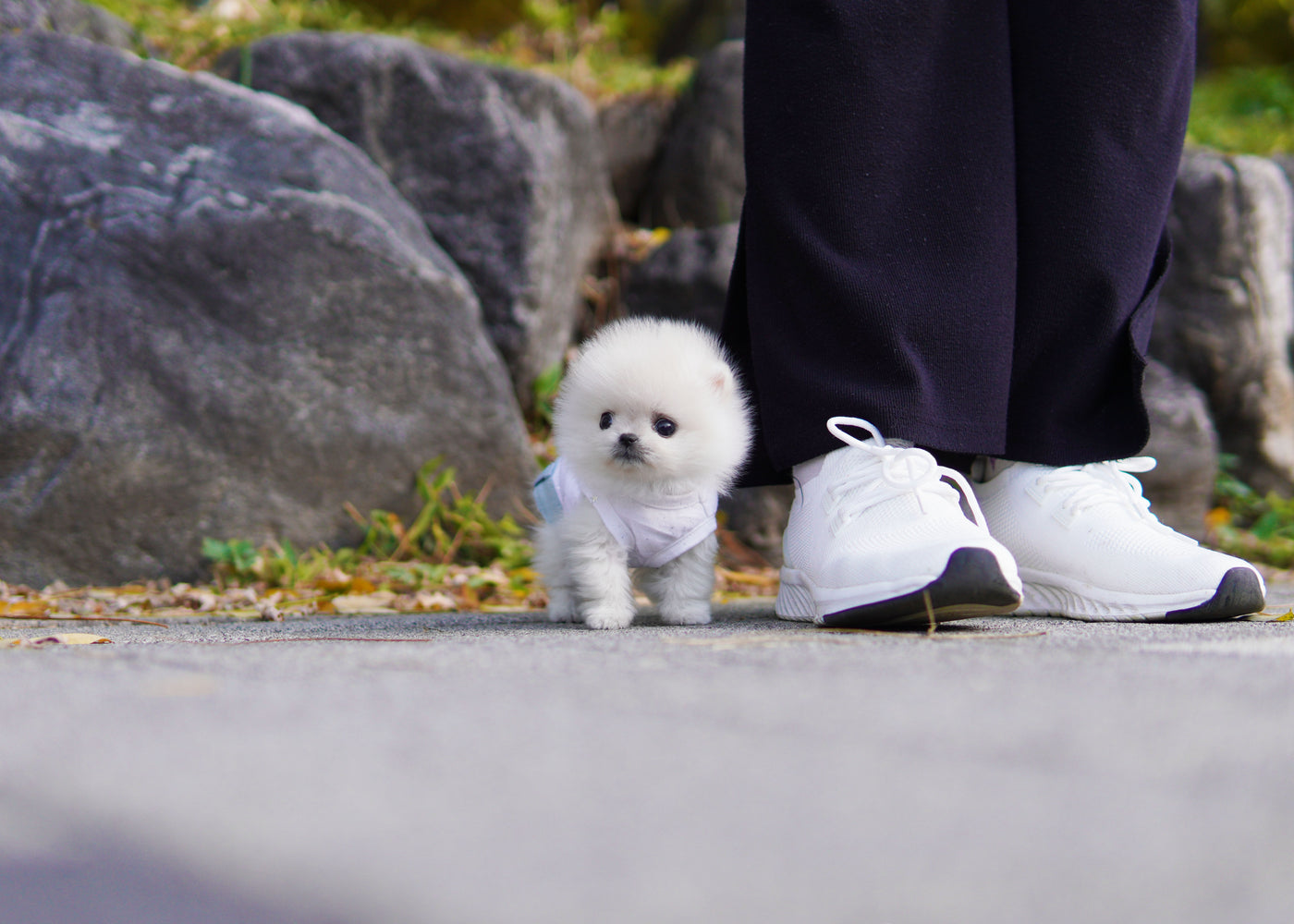 Male White Pomeranian - Son