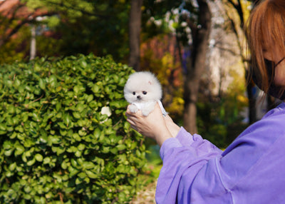 Male White Pomeranian - Son