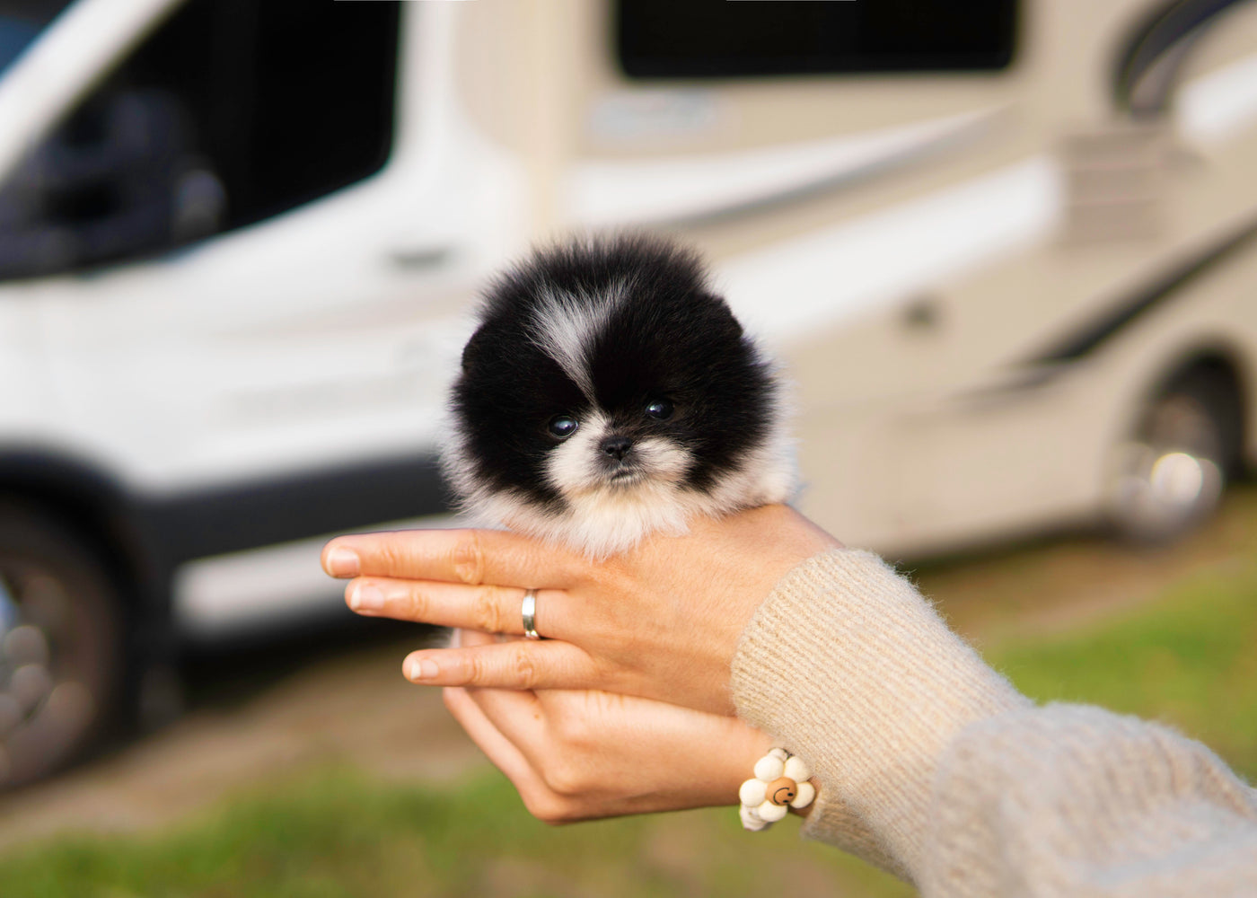 Female Pomeranian   - Tilly