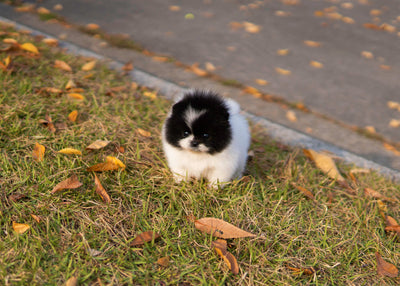 Female Pomeranian   - Tilly