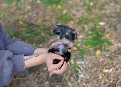 Male Yorkshire terriers  - Rex