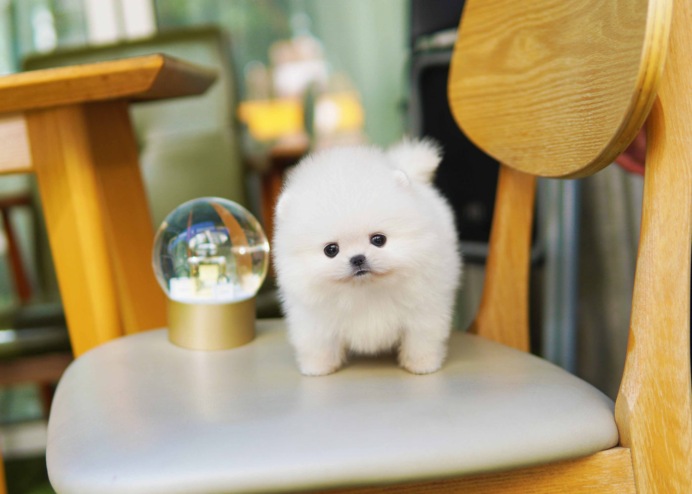 Lulu pomeranian for store sale