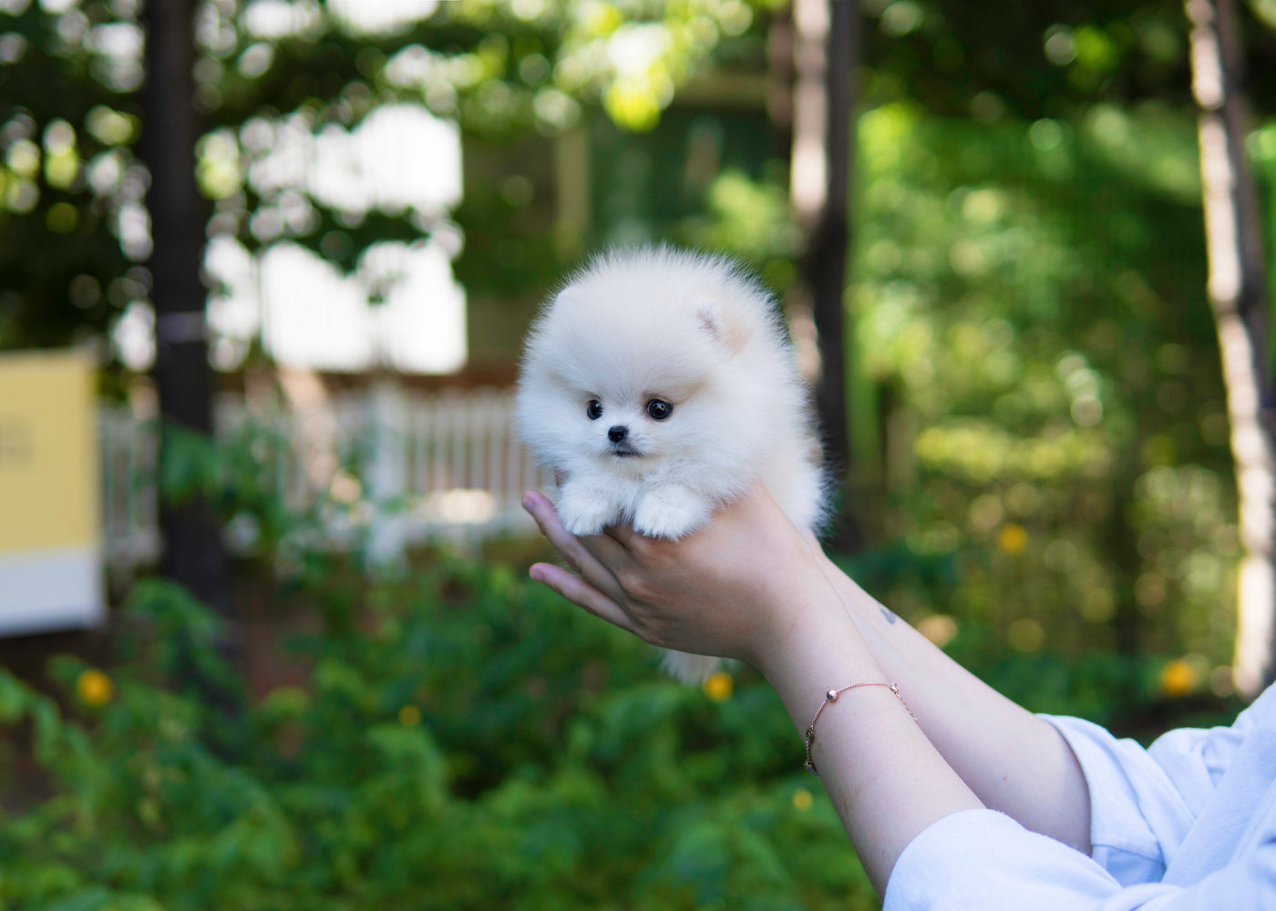 Female Pomeranian  - Sage