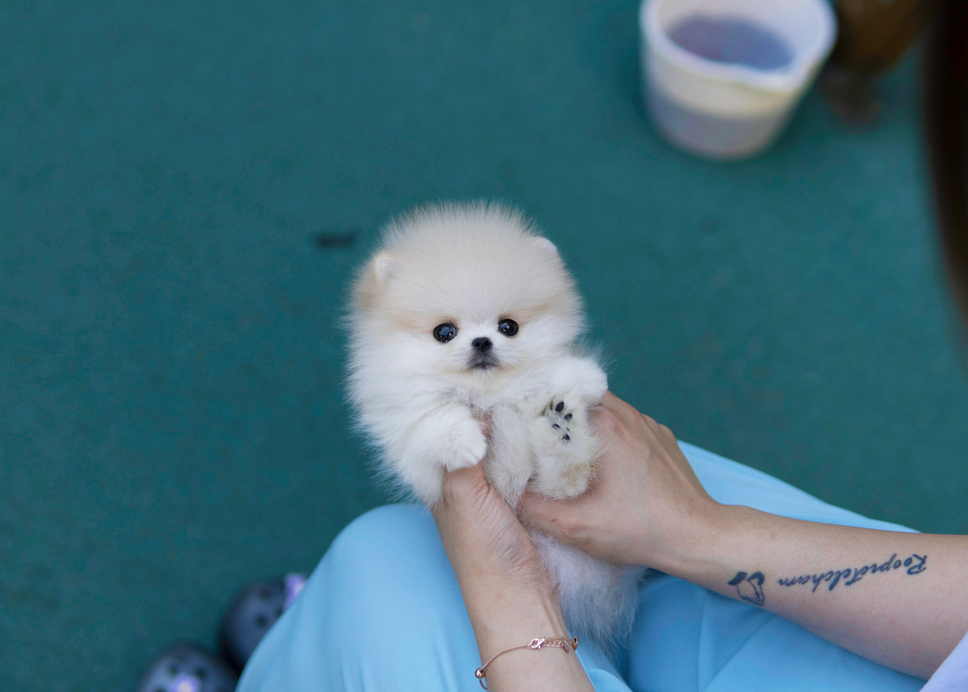 Female Pomeranian  - Sage