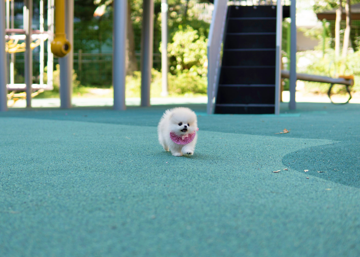 Female Pomeranian  - Sage