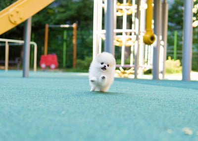 Female Pomeranian  - Sage