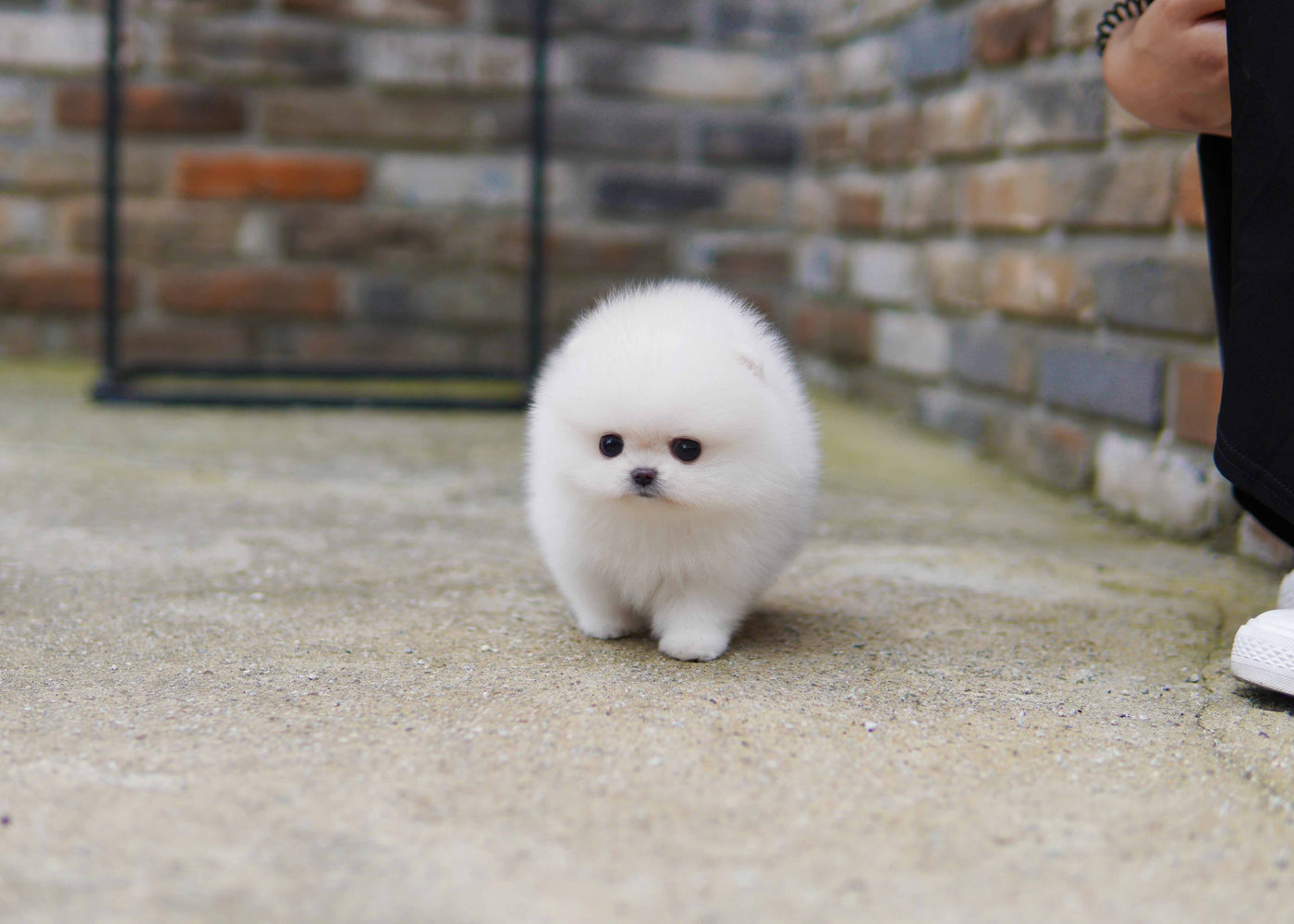 Male Pomeranian  - Taco