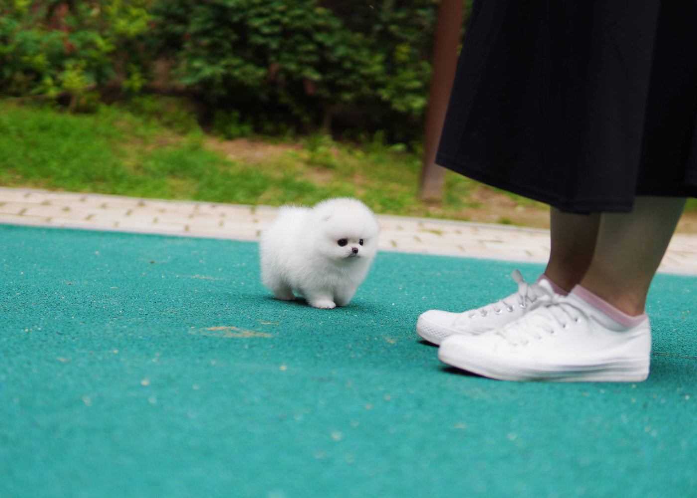 Male Pomeranian  - Taco