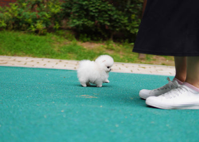 Male Pomeranian  - Taco