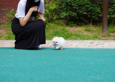 Male Pomeranian  - Taco