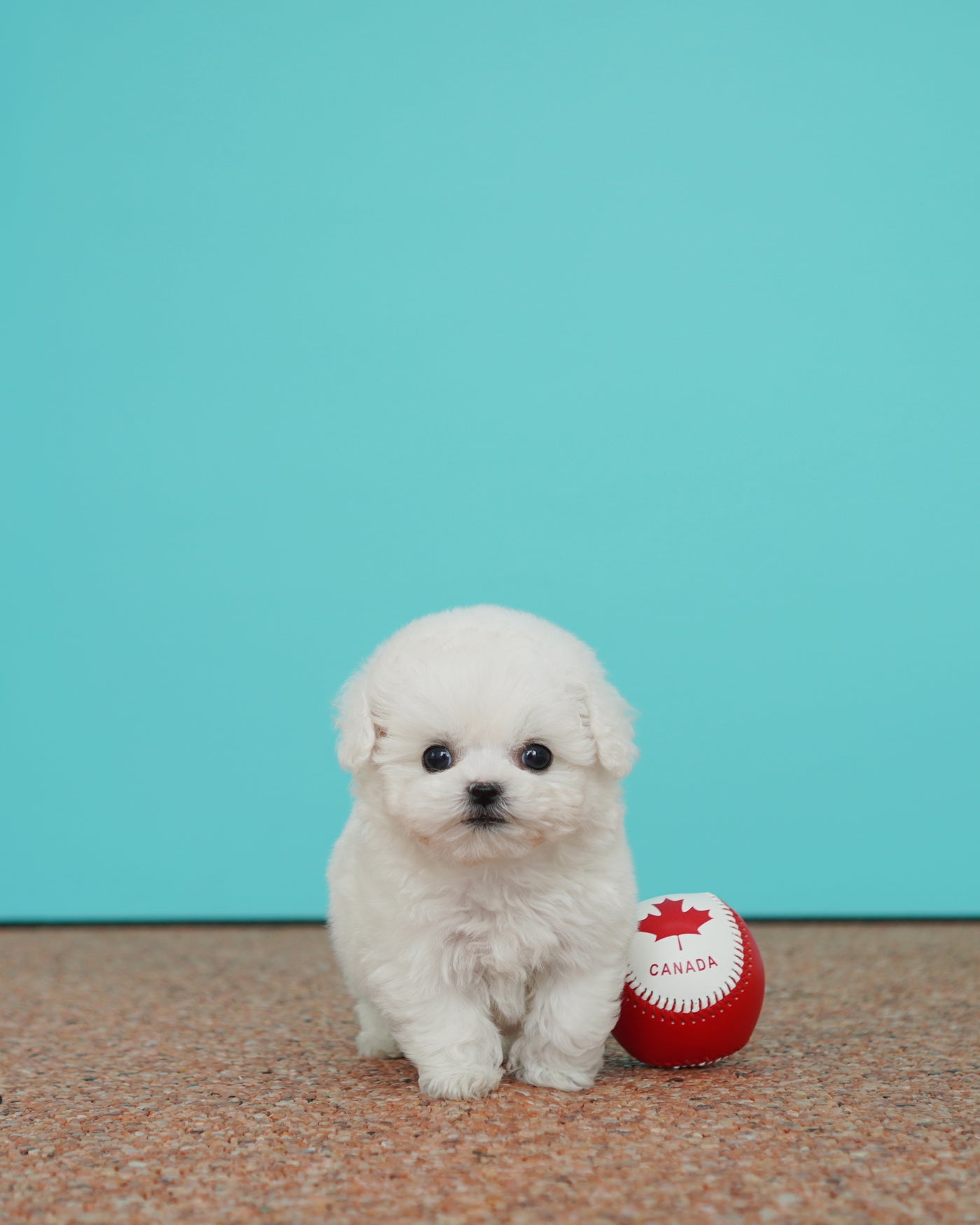 Female Bichon Frise - Olivia