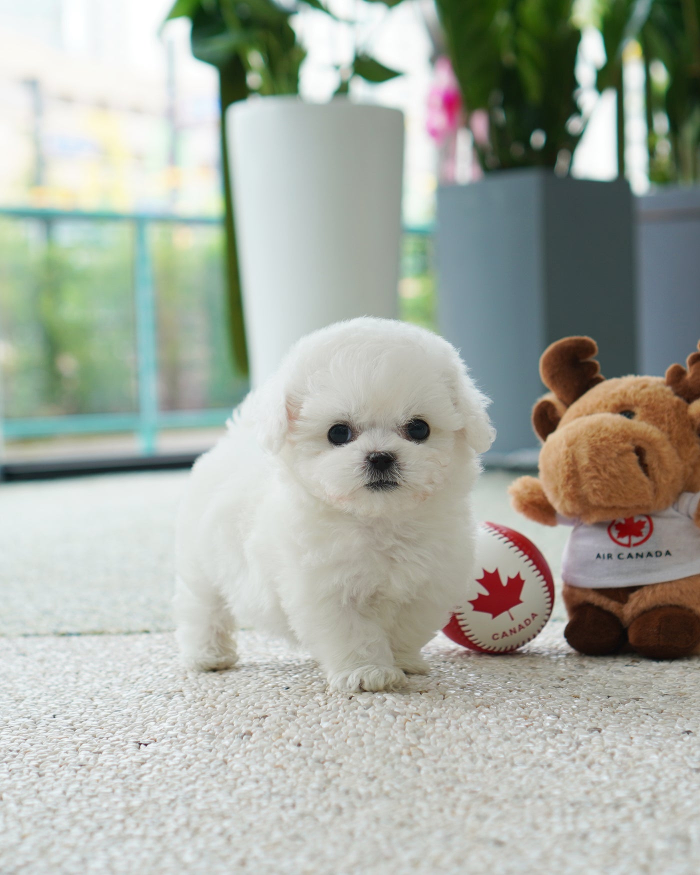 Female Bichon Frise - Olivia