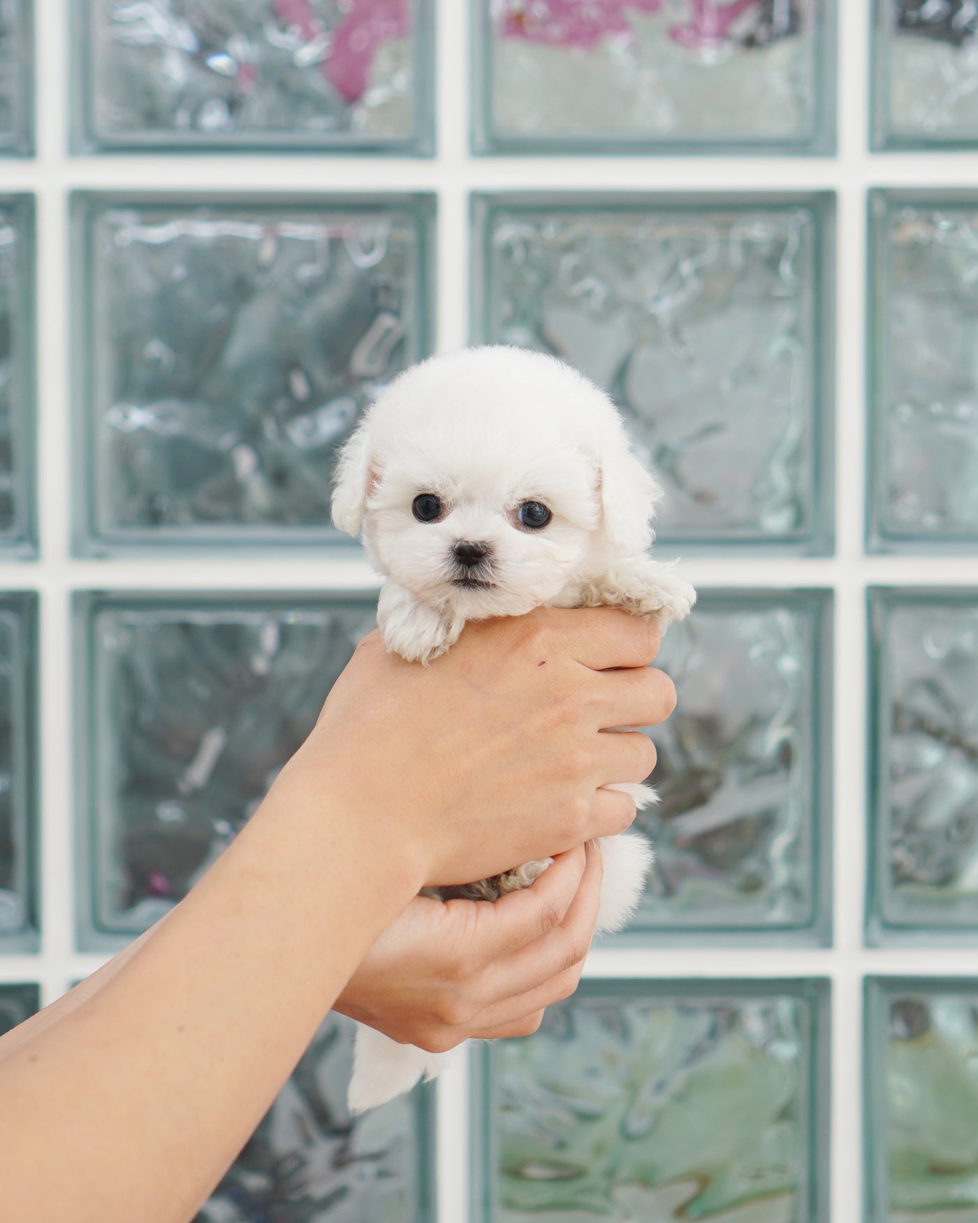 Female Bichon Frise - Olivia