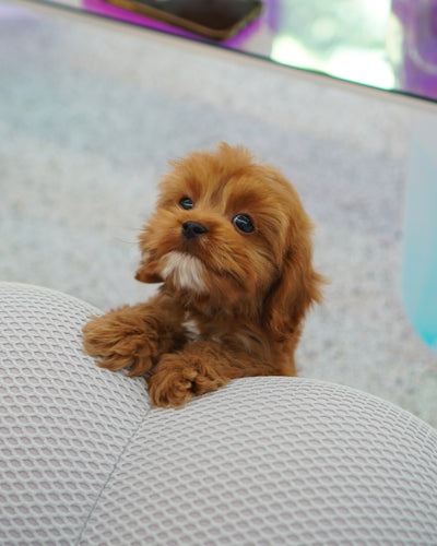 Male Cavapoo - Volt