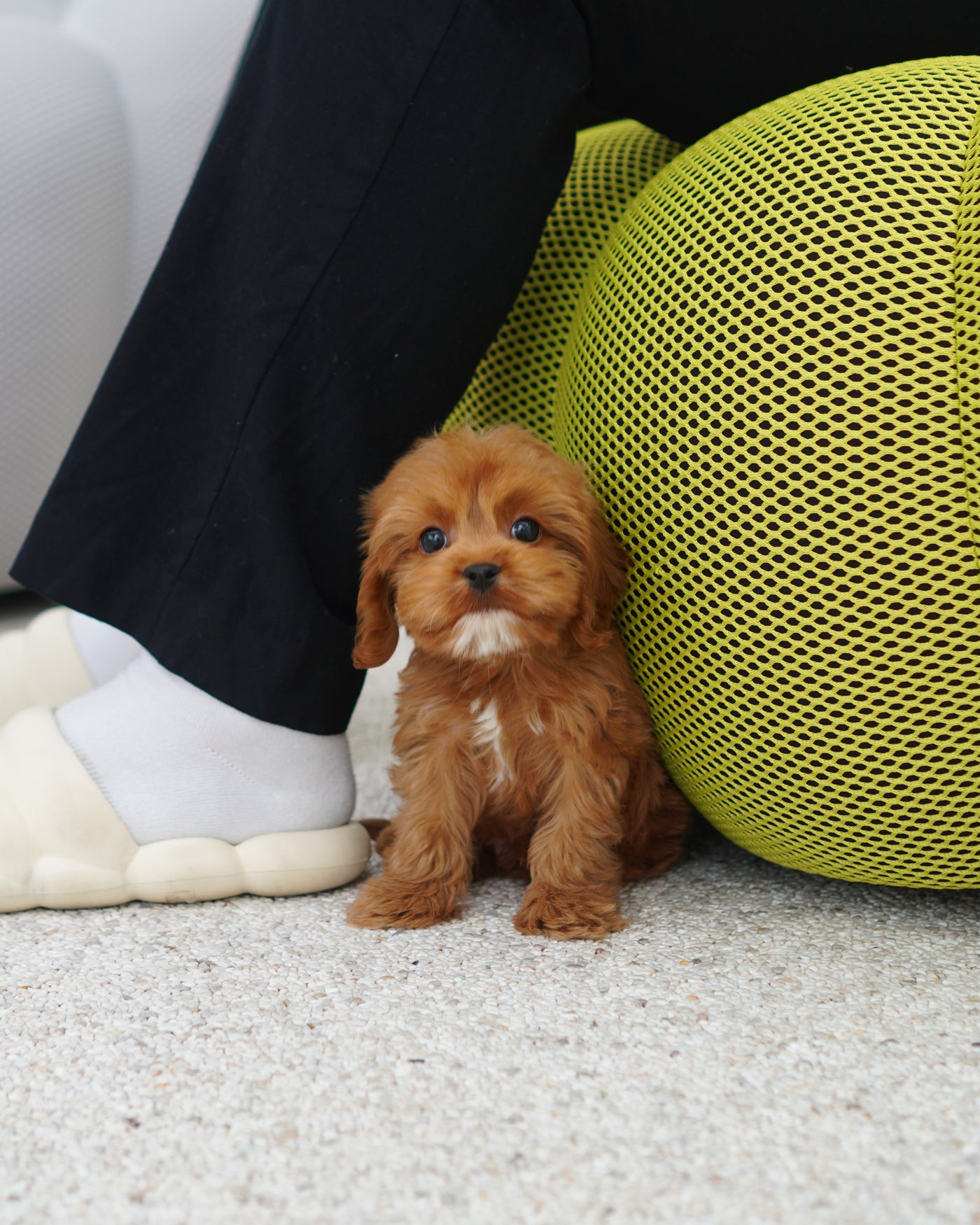 Male Cavapoo - Volt