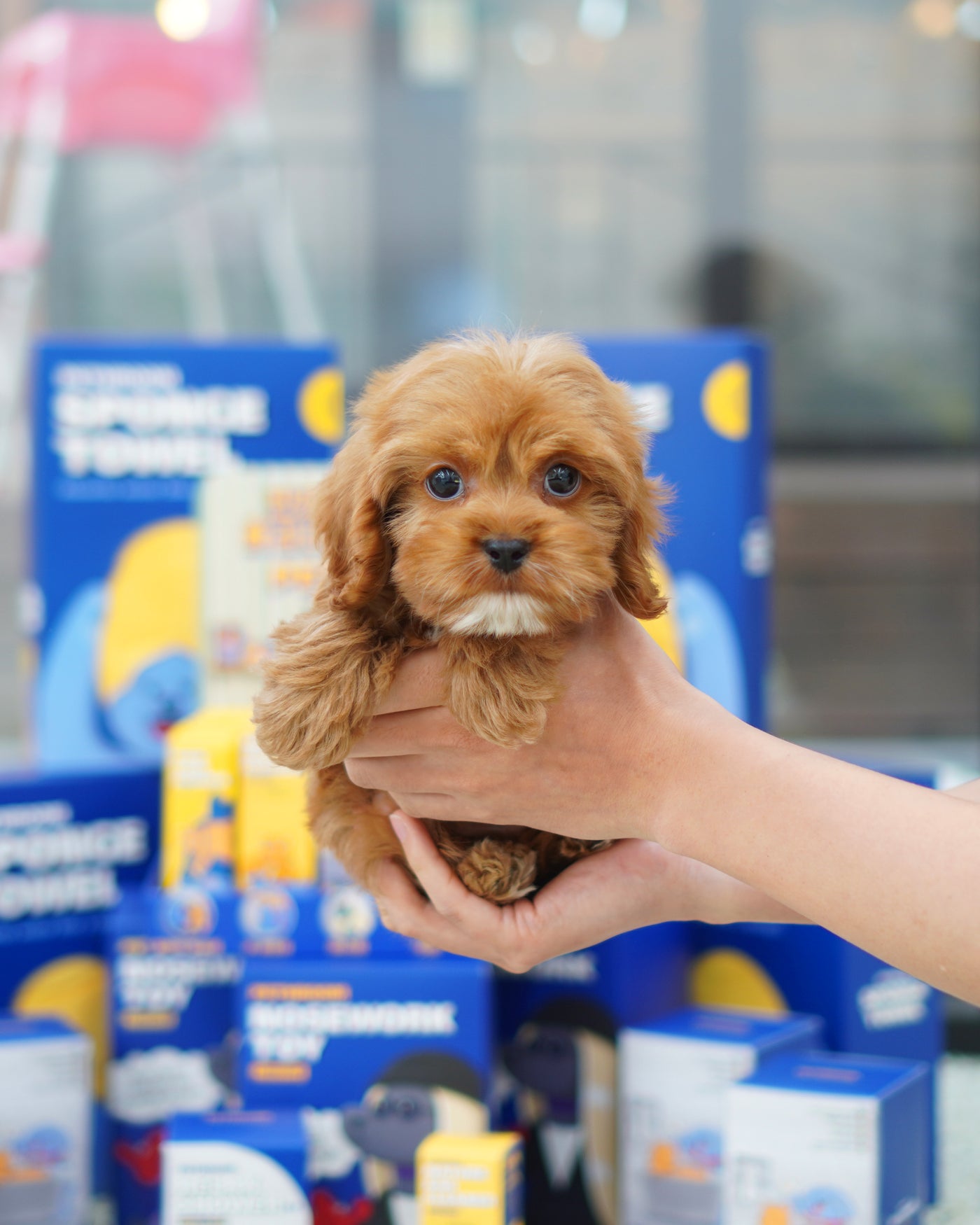 Male Cavapoo - Volt