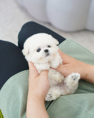 Male Bichon Frise - Jacob