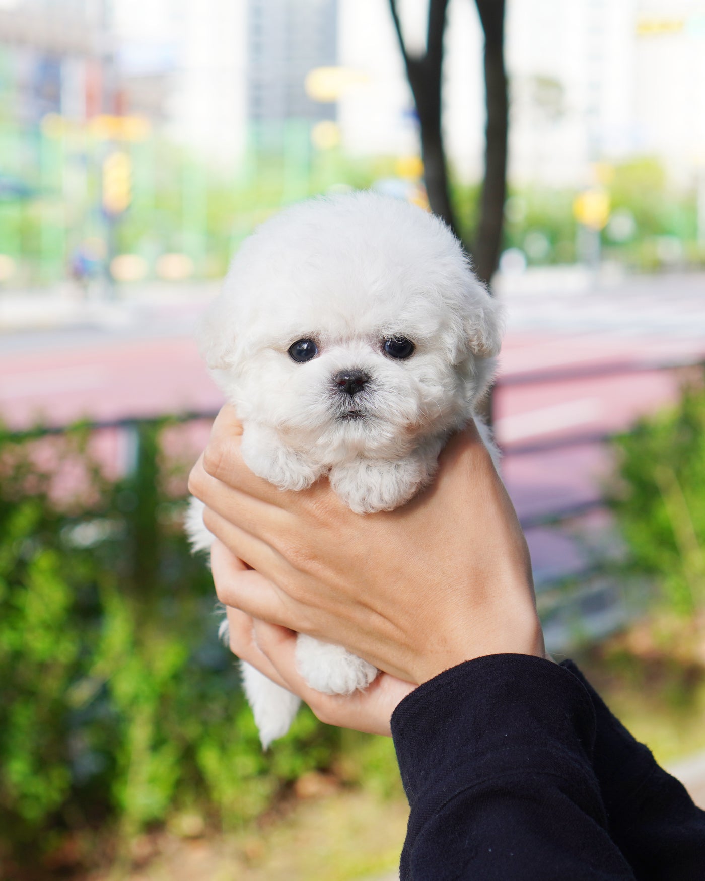 Male Bichon Frise - Jacob