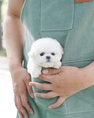 Male Bichon Frise - Jacob