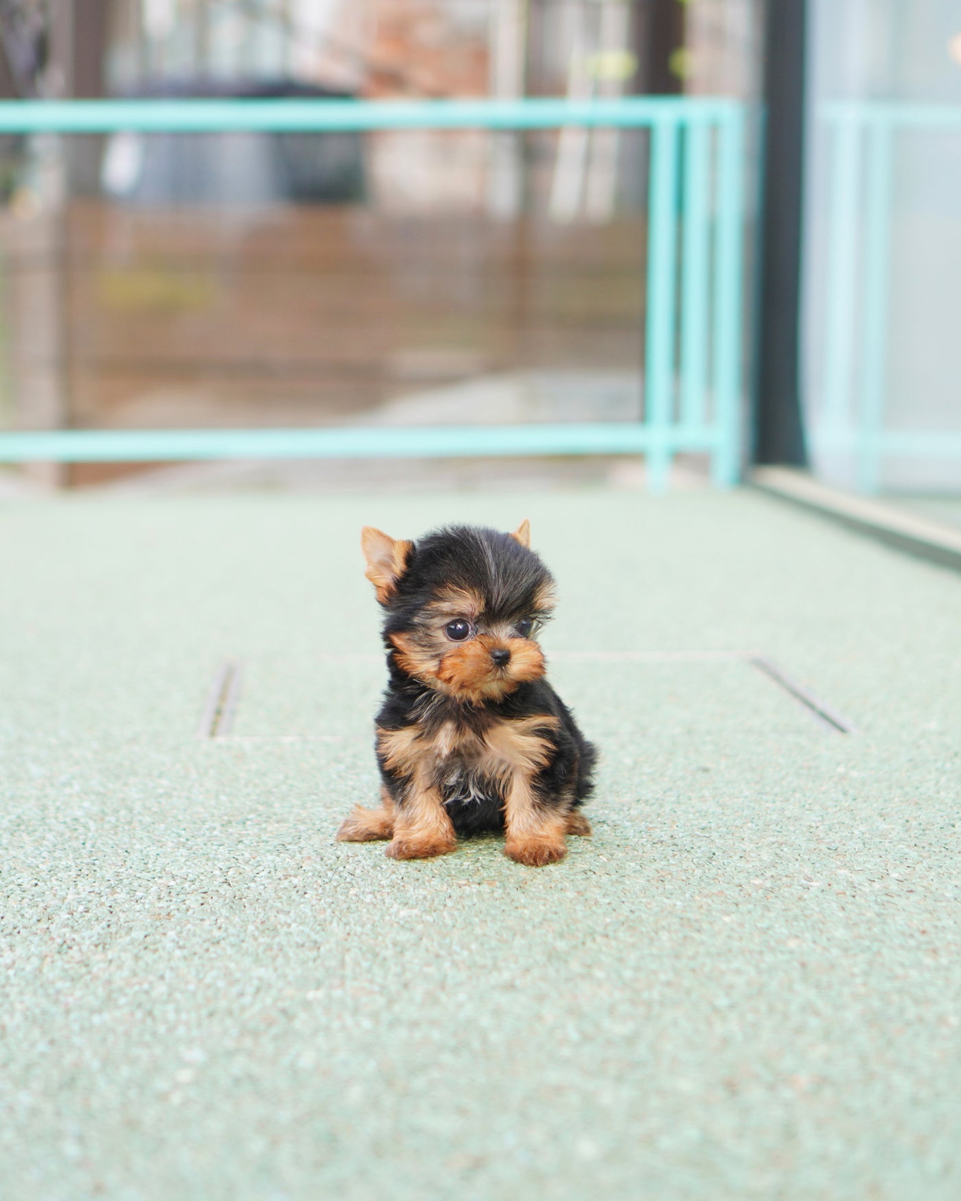 Male Yorkshire Terrier - Toby