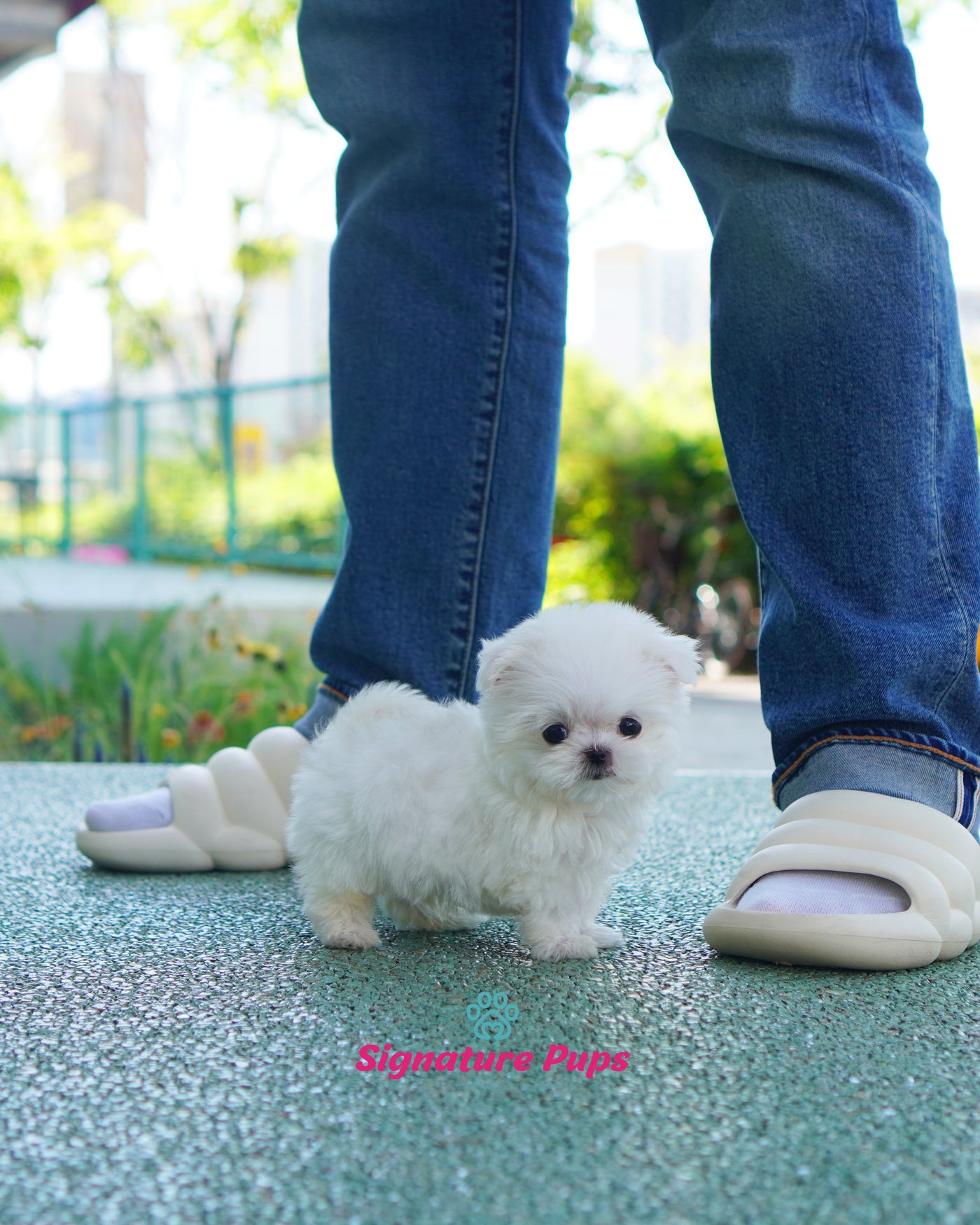 Male Maltese  - Duke