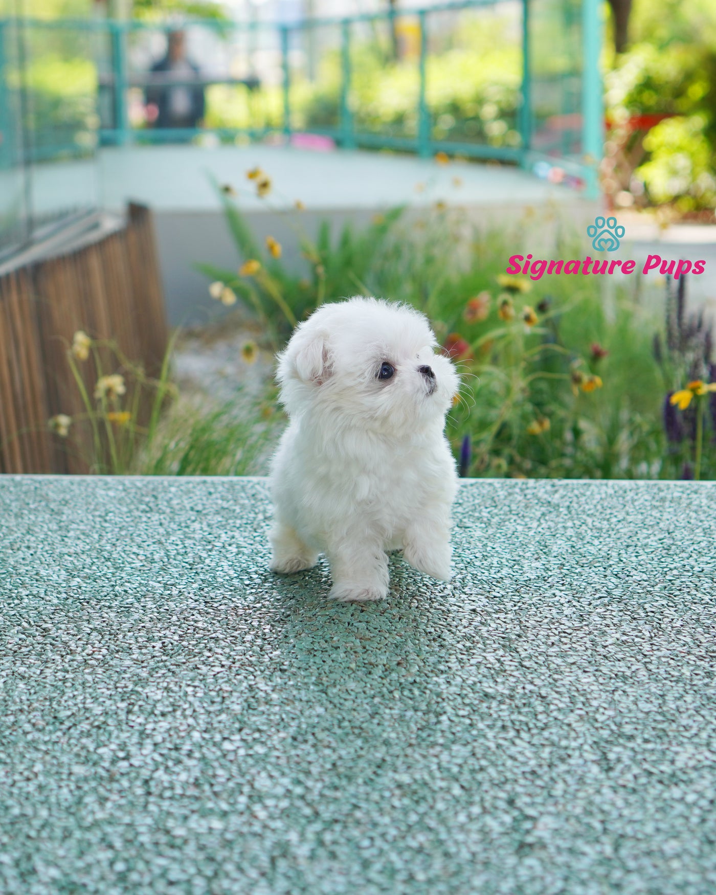 Male Maltese  - Duke