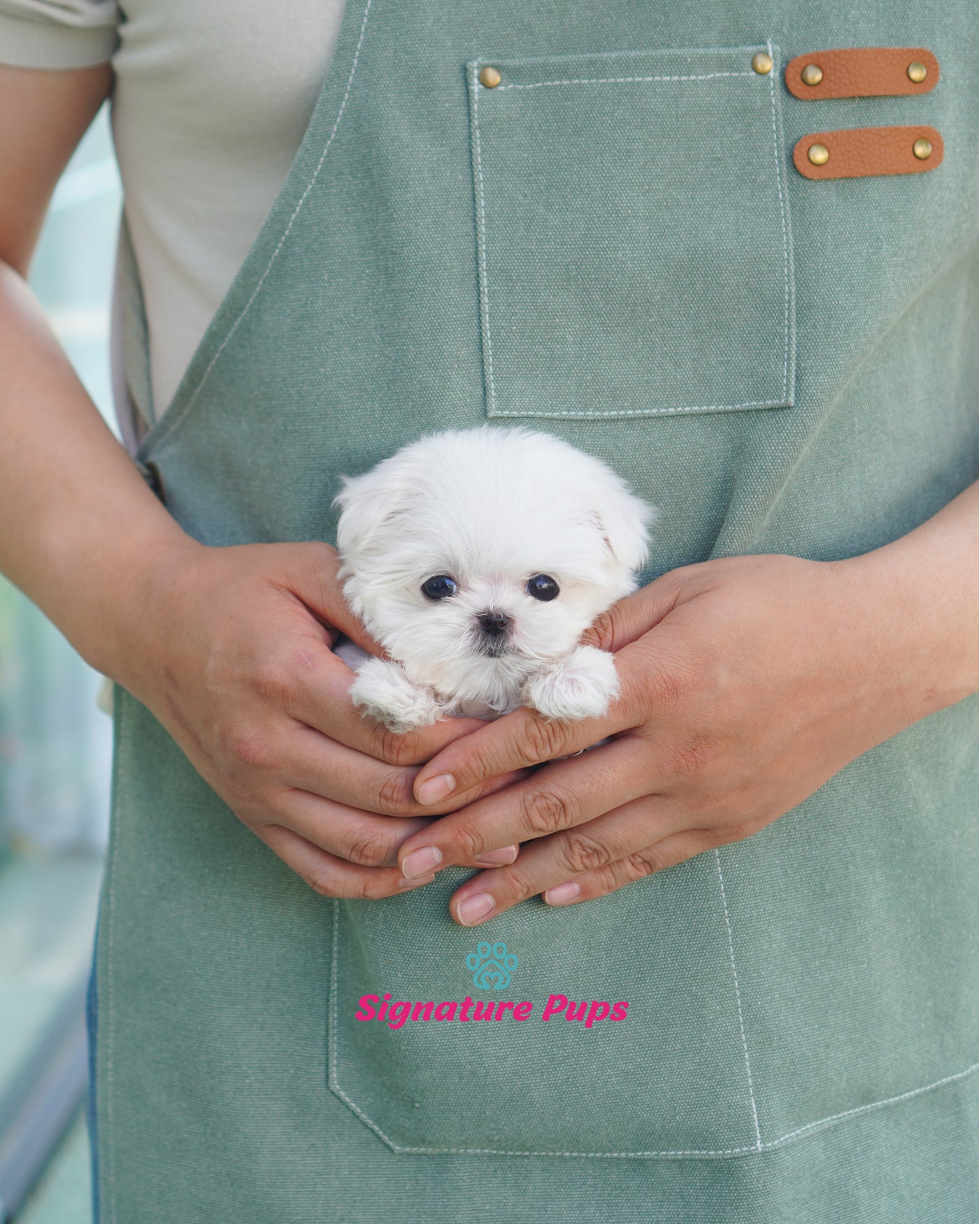 Male Maltese  - Duke