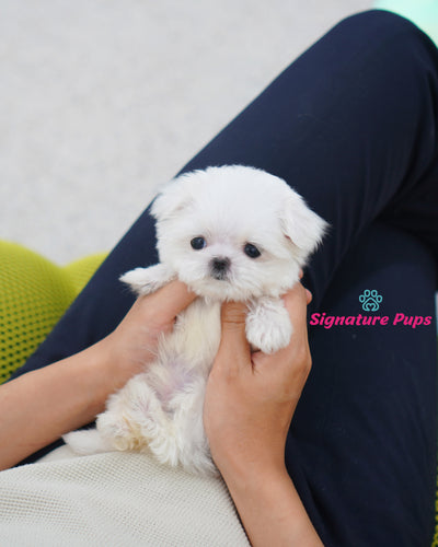 Male Maltese  - Duke