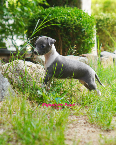 Female Italian Greyhound- Ivy