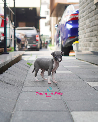 Female Italian Greyhound- Ivy