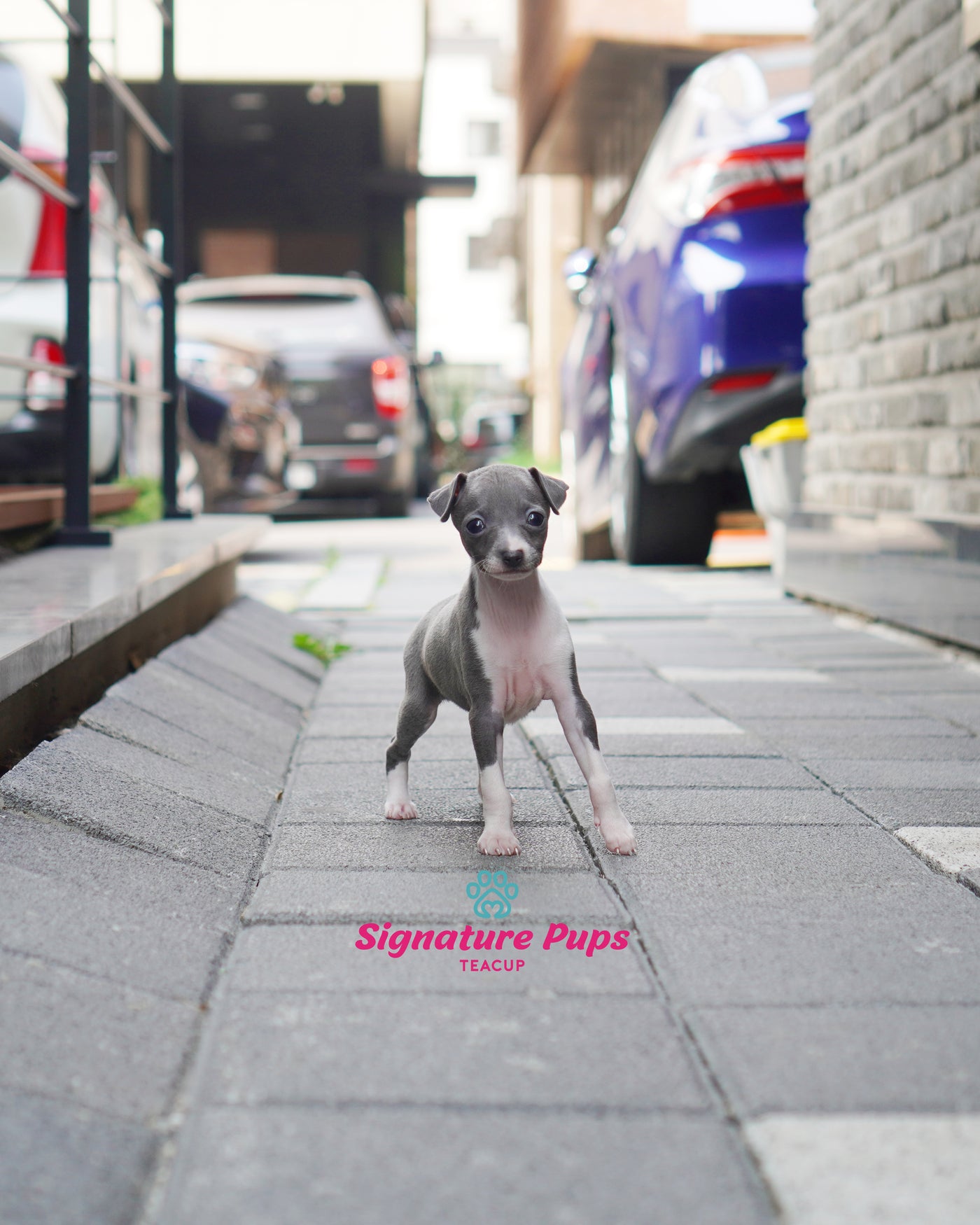 Female Italian Greyhound- Ivy